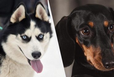 7 порід собак із найкрасивішими очима, які ви коли-небудь бачили (фото)