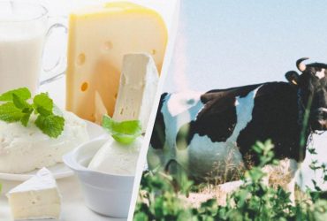 Молочный апокалипсис: климатические изменения угрожают некоторым видам популярных сыров