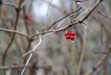 Температура выше нормы: в Гидрометцентре рассказали, каким будет декабрь