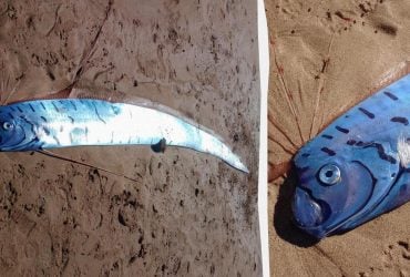 На пляж Тасманії викинуло гігантського вісника лиха: що це за істота