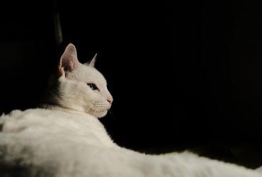 Чому кіт ховається або спить в шафі: ветеринари перелічили 9 причин