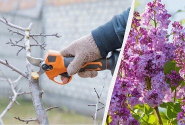 Бузок буде весь у квітах: як і коли обрізати кущі перед зимою