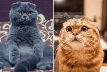 Чому кішка торкається вас лапою: правда, від якої тане серце