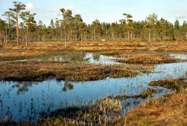 Что такое "болото" и всегда ли оно засасывает человека: в каких случаях это происходит