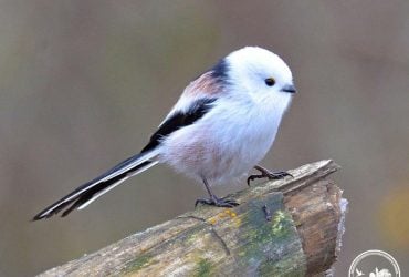 Возле Чернобыля зафиксировали крошечную интересную птичку