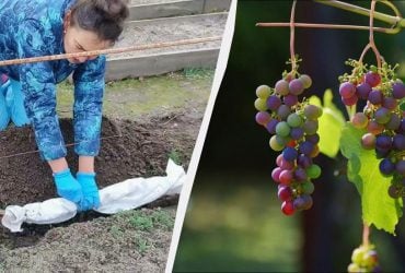 При такой отметке на градуснике нужно накрыть виноград: без этого он замерзнет