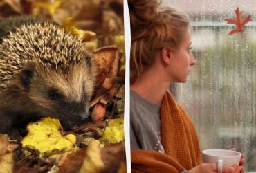 Какая будет погода во вторник: синоптики дали прогноз на 25 ноября