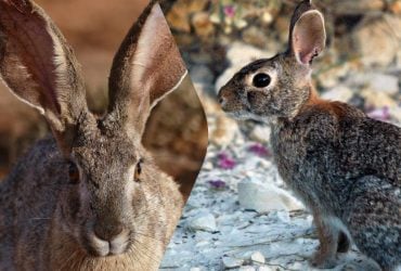 Чем отличается кролик от зайца: эксперты назвали главные отличия