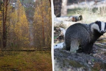 Имеет спальные комнаты и даже туалет: возле Чернобыля обитает таинственный зверь