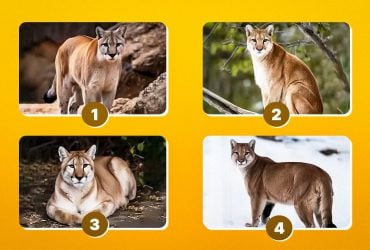 Яку картинку вибирають розумні люди: дуже точний тест на особистість