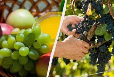 Зелений проти червоного: вчені відповіли, який виноград найкорисніший