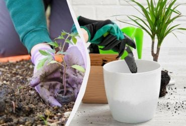 Посевной календарь на декабрь: что можно сеять до Нового года