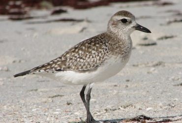Несе рожеві яйця: на Одещині дослідникам попався дивовижний птах (відео)