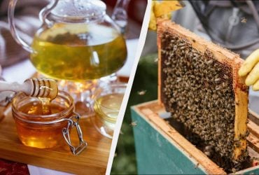 Какой сорт меда самый полезный и можно ли его греть: окончательный ответ пасечника