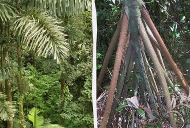 В Панамі росте пальма, що вміє ходити, - Forbes
