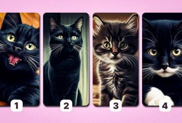 Какую кошку выбирают везучие люди: экспресс-тест на вашу удачу