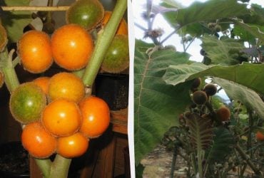 Этот фрукт невозможно вывезти за границу: что не так с наранхильей — сокровищем Анд