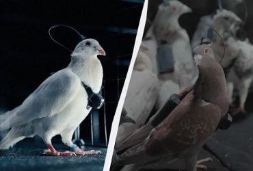 В России превращают голубей в шпионские биодроны, которыми можно дистанционно управлять