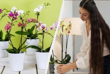Простий прийом розбудить орхідеї: цвітуть як божевільні навіть узимку