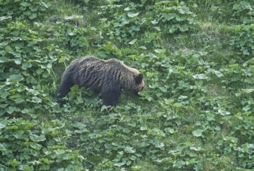 У Японії ведмідь напав на чоловіка в громадській вбиральні