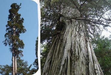 Кипарис, що пережив 5 льодовикових періодів, претендує на звання найстаршого дерева світу