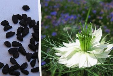 Японские ученые проследили, как черный тмин влияет на сердечное здоровье