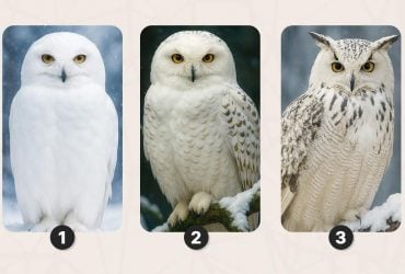 Какой важный совет подготовила для вас сова: психологический тест