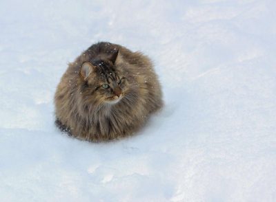 Морози тривають: 18 січня зима в Україні і не думає слабшати