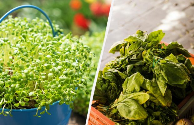 Хитрість дачників: яку зелень можна посадити під зиму, щоб не витрачати час навесні