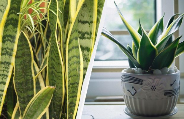 Як доглядати за сансевієрією взимку, щоб вона залишалася здоровою цілий рік