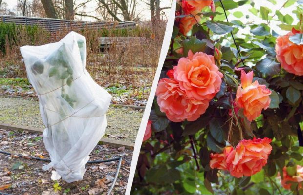 20-хвилинна процедура врятує ваші троянди взимку: як укрити, щоб не замерзли