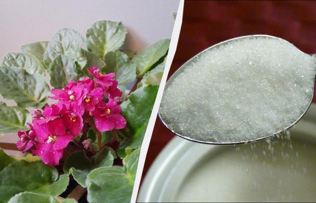 Одну ложку на літр води - і фіалка цвістиме всю зиму: це "підживлення" є у всіх