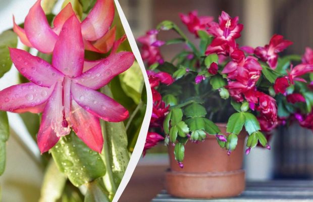 Як змусити декабрист зацвісти до Різдва