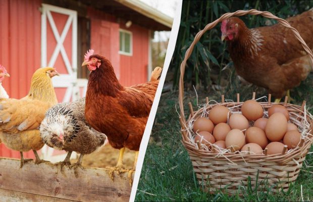 Столовую ложку средства в поилку: куры несутся всю зиму и не болеют с такой добавкой