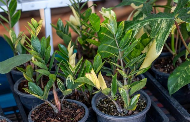 Заміокулькас стане пишним і зеленим: ось як його потрібно поливати, щоб не загнив