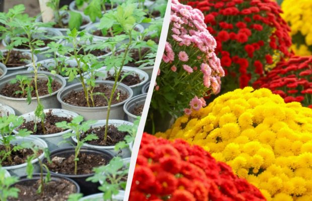 Как из одного куста шаровидных хризантем вырастить целую клумбу: проверенный способ