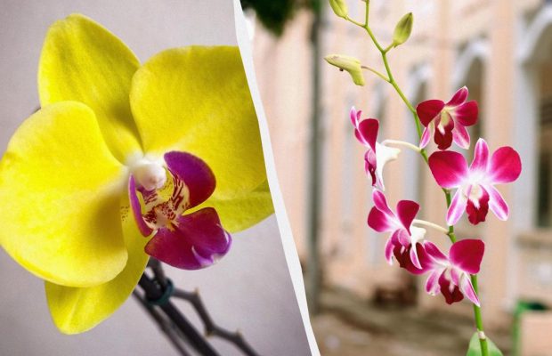 Як доглядати за орхідеєю взимку, щоб не згнила і зацвіла знову: поради експертів