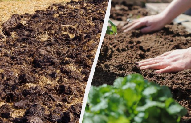 Що потрібно закопати в город перед зимою: лайфхак, який знають тільки досвідчені городники