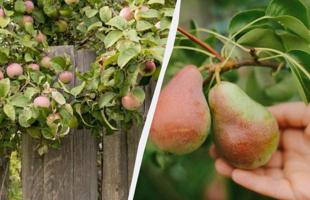 Щоб яблуні з грушами не хворіли і щедро плодоносили: чим підживити сад під зиму