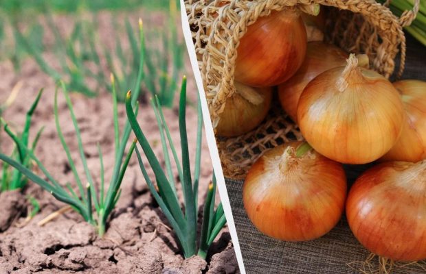 7 найсмачніших і найурожайніших сортів озимої цибулі: збирати будете мішками