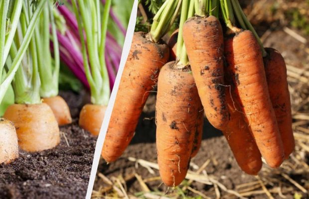 Морква буде великою навіть без добрив: потрібно виконати всього 3 умови