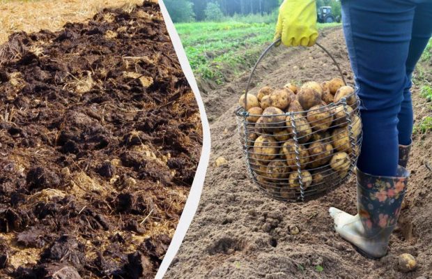 Що закопати в землю восени під картоплю: влітку зберете потрійний урожай