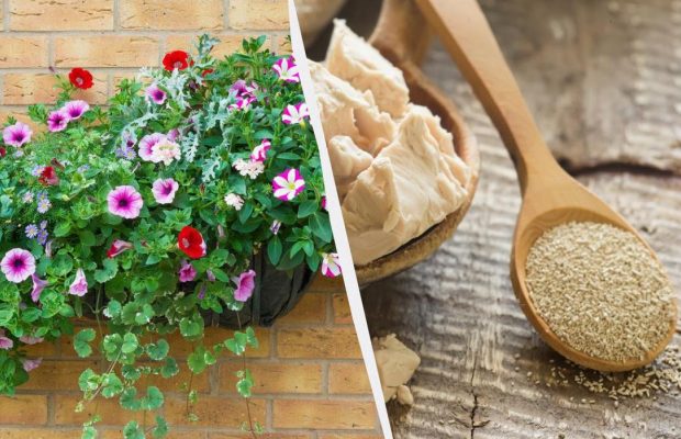 На зиму в петунії вношу склянку добрива: це підживлення є на кожній кухні