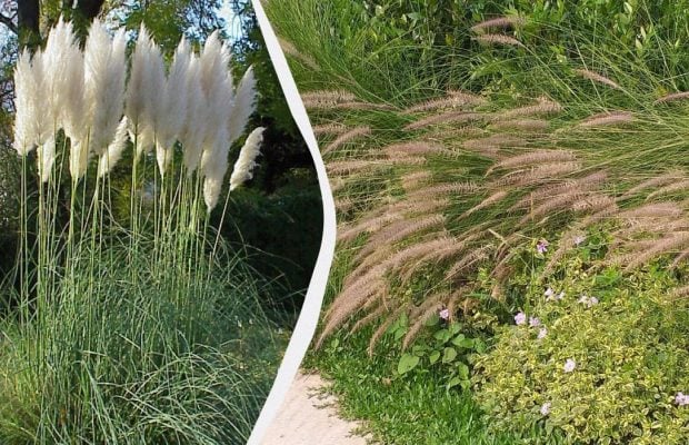 Ці 6 популярних декоративних трав можуть знищити ваш сад