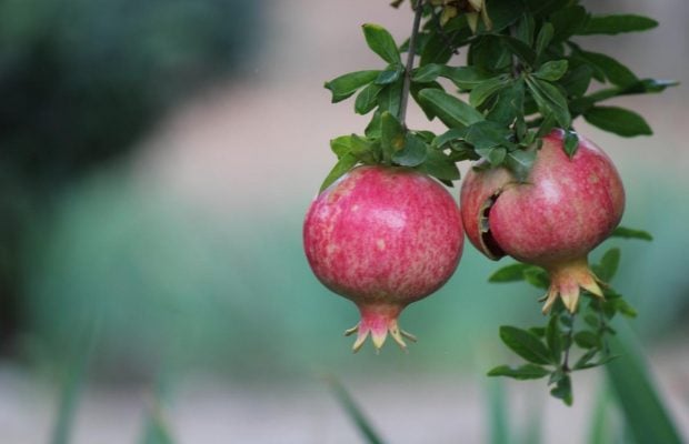 Виростити гранатове дерево можна в себе вдома: експерти з садівництва розповіли, як саме