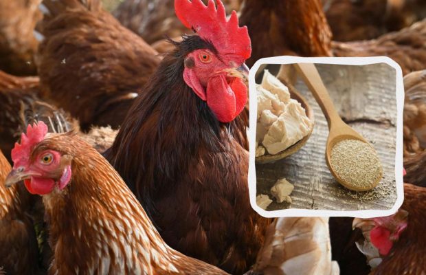 Чому на зиму курям потрібно дати дріжджі: фермери в захваті від цієї добавки