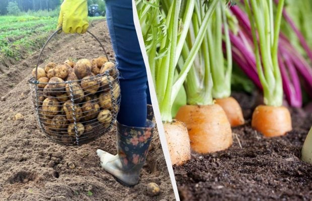 Після картоплі наступного року не можна садити ці 7 рослин: урожаю навіть не чекайте