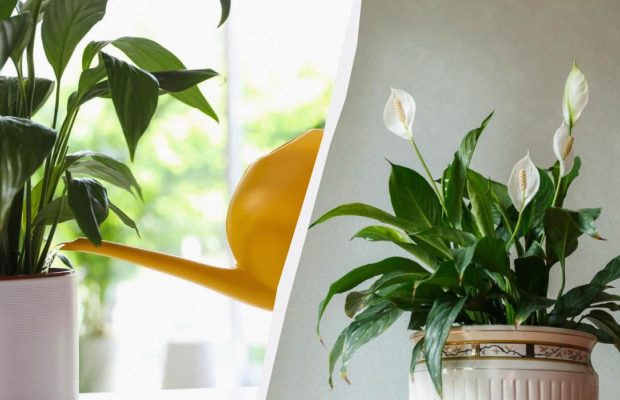 Як взимку поливати квітку жіноче щастя: досвідчені садівники дали перевірені поради