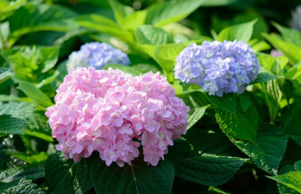 Як правильно образати гортензії для пишного квітування: поради садівників