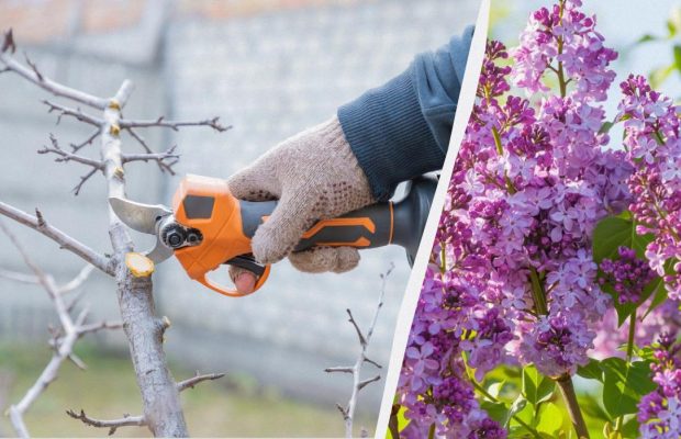 Бузок буде весь у квітах: як і коли обрізати кущі перед зимою